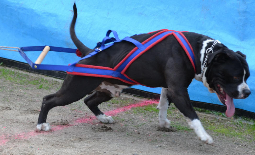 Dog weight outlet pulling harness